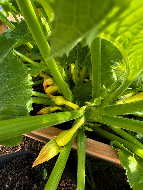 Big Mama’s Summer Squash Seeds™ 🍄